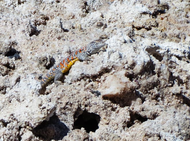 Lagarto Salar do Atacama