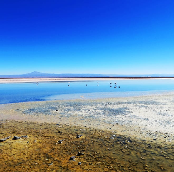 Lagoa Chaxa