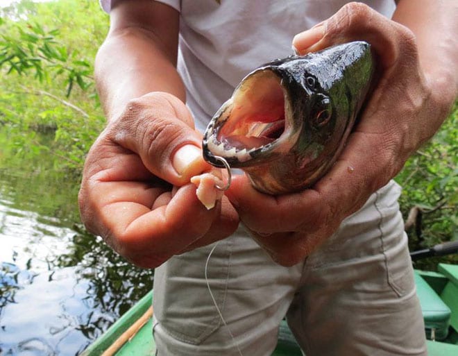 Pescaria de piranhas