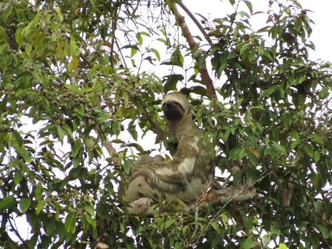 Bicho preguiça