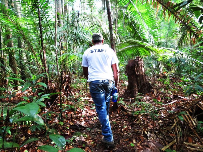 Caminhada na floresta 