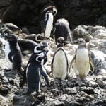 Relato de viagem: Para ver de perto pinguins no Chile – As Pingüineras de Chiloé Pinguins em Chiloé