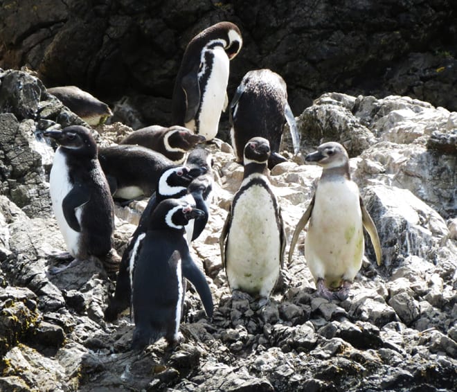 Pinguins em Chiloé