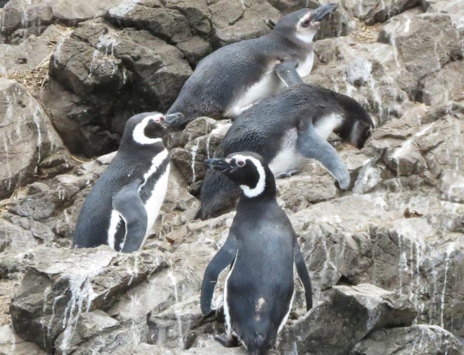 pinguins de humboldt
