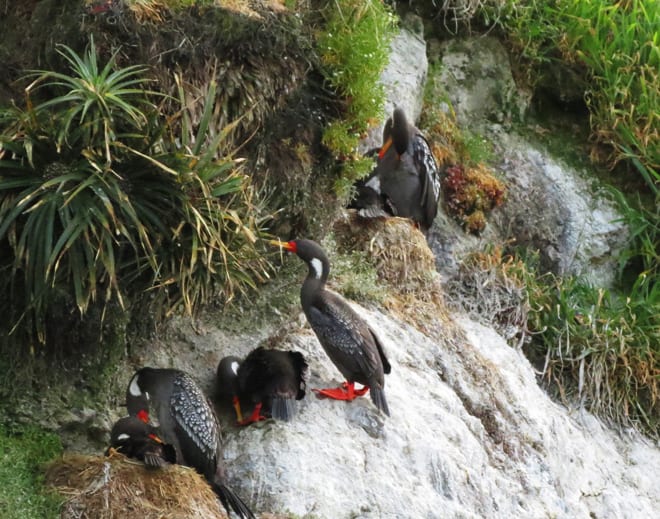 Passaros de Chiloe