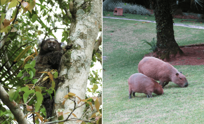 Animais no Club Med