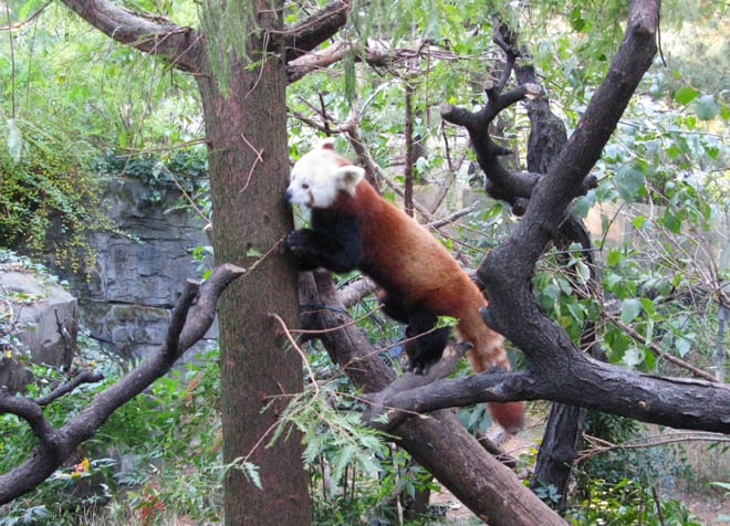 Panda-vermelho Central Park Zoo