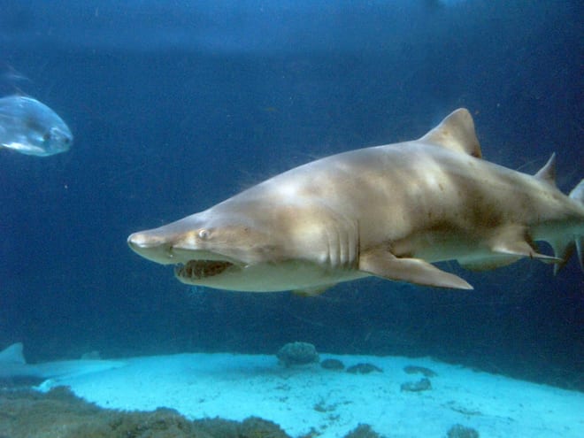 New York Aquarium