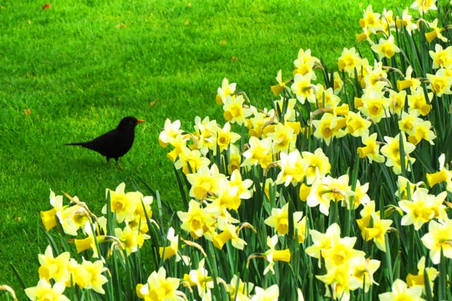 Flores Keukenhof