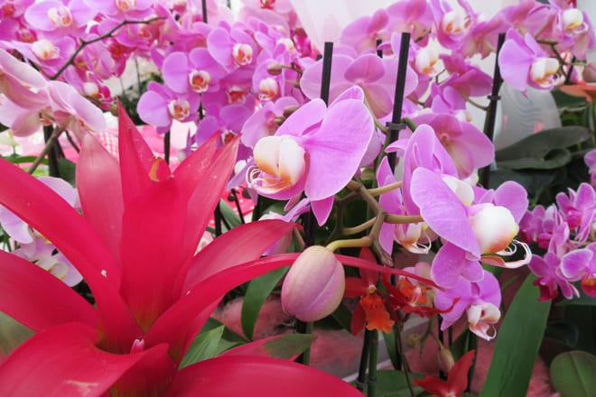 Orquideas no Keukenhof