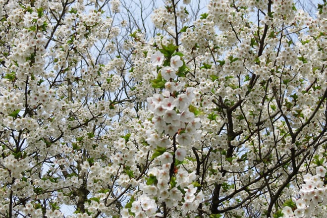 Flores Keukenhof