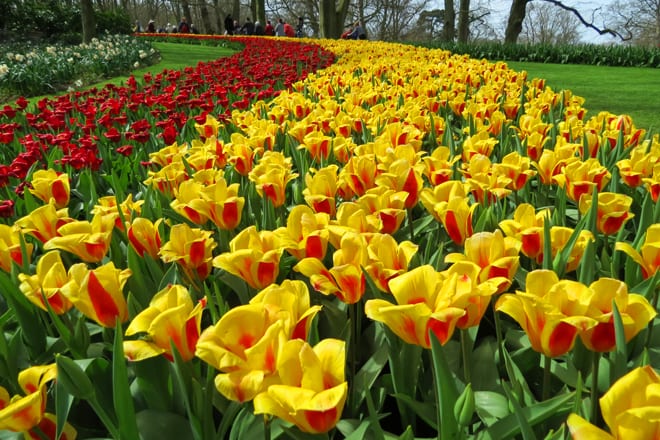 Primavera no Keukenhof