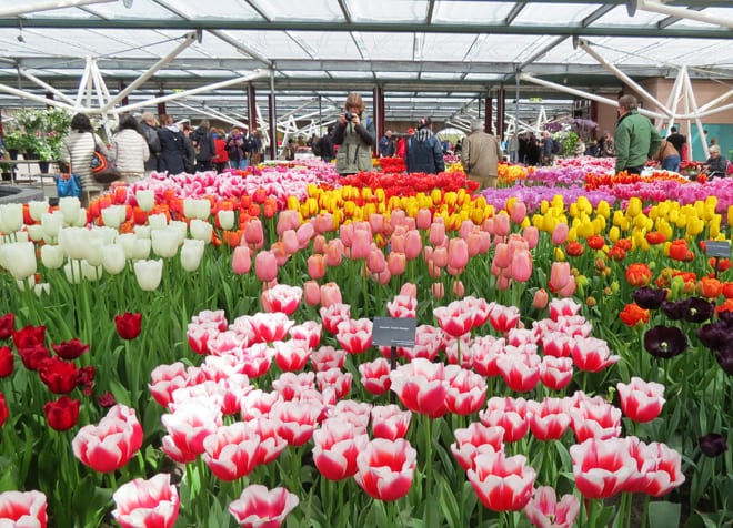 pavilhao tulipas keukenhof