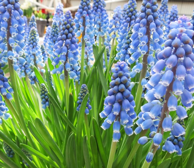 Flores no Keukenhof