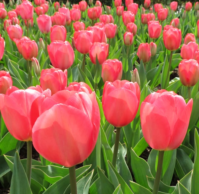 Tulipas no Keukenhof