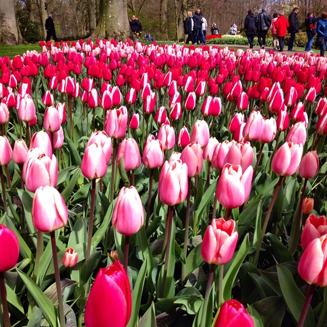 Keukenhof Holanda