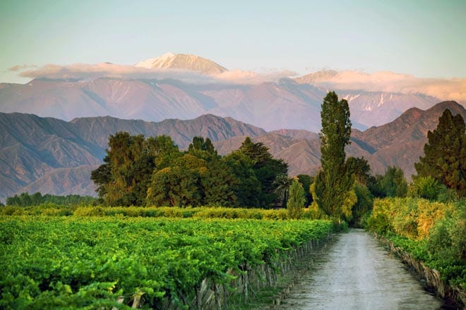 Vinhedos em Mendoza