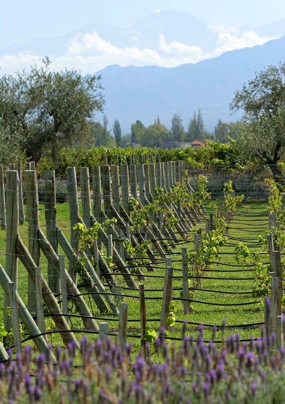 Vinicola Altavista em Mendoza