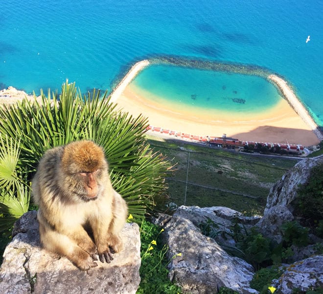Macacos no estreito de Gibraltar