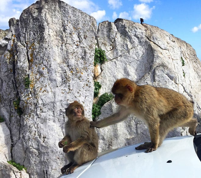 Macacos de Gibraltar