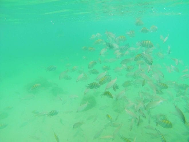 Mergulho em Paraty