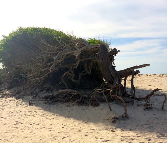 Arvore da Preguiça em Jericoacoara