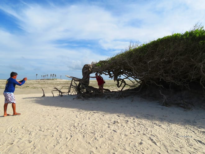 Árvore da Preguiça em Jericoacoara. Foto: GC/Blog Vambora!