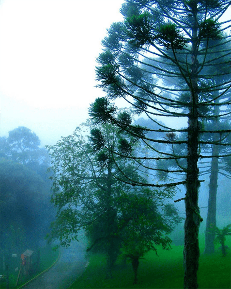 Clima de inverno em Gramado. Foto: GC/Blog Vambora!