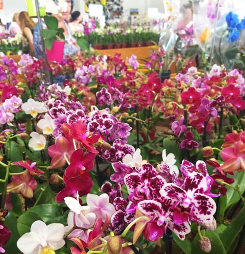 Orquídeas no Shopping das Flores