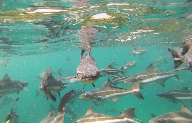 Beijupira Ilha Grande