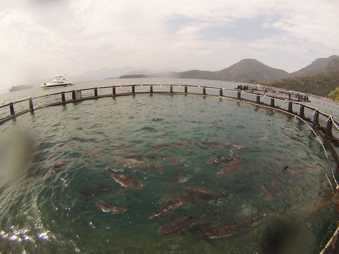 Maricultura Costa Verde Ilha Grande