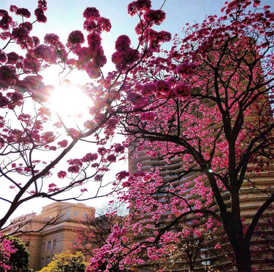 Linda Praça da Liberdade em Belo Horizonte, um dos melhores lugares para se hospedar em BH. Foto: LD/Blog Vambora!