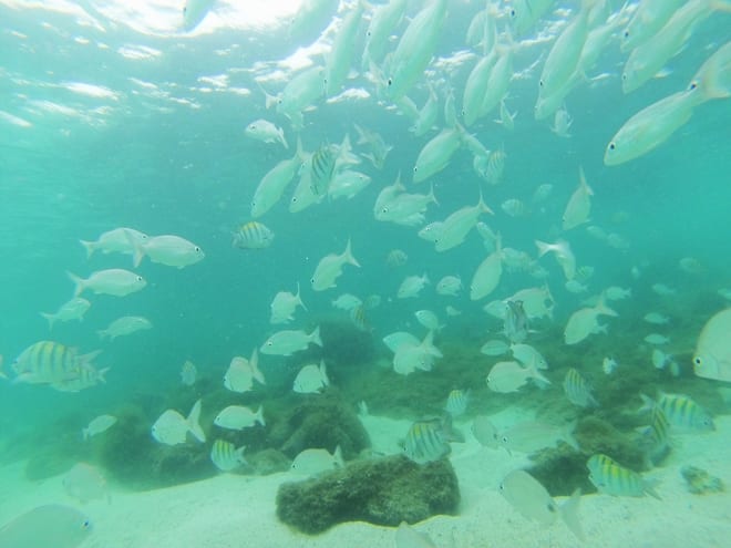 Mergulho Ilhas Botinas Angra dos Reis