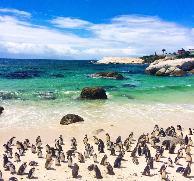 Bouders Beach na África do Sul