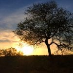 Vivendo e aprendendo: Viagem para África do Sul – Todas as dicas para planejar sua viagem Por do sol na savana africana