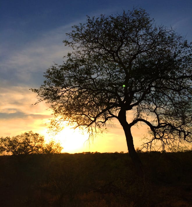 Por do sol na savana africana