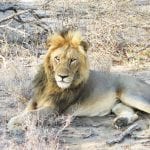 Próxima Viagem: Seguro Viagem para África do Sul – Tudo o que você precisa saber antes de viajar Safari Africa do Sul