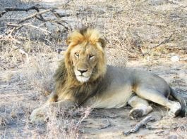 Próxima Viagem: Seguro Viagem para África do Sul – Tudo o que você precisa saber antes de viajar Safari Africa do Sul