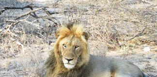 Próxima Viagem: Seguro Viagem para África do Sul – Tudo o que você precisa saber antes de viajar Safari Africa do Sul