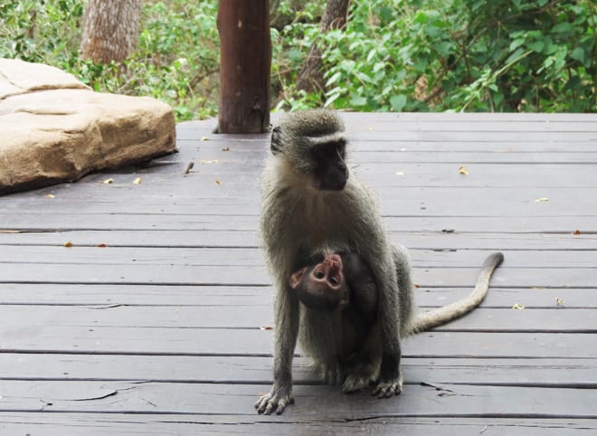 Babuino no Pondoro Game Lodge