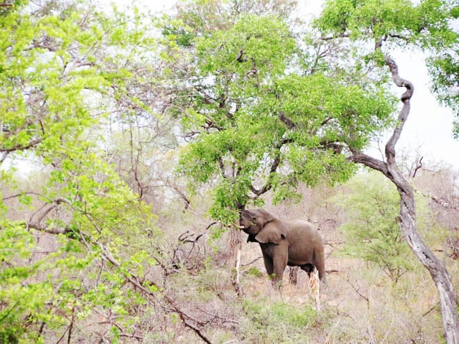 Elefante visto na nossa viagem para África do Sul.