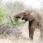 Vivendo e aprendendo: Safári na África do Sul – Dicas e principais dúvidas