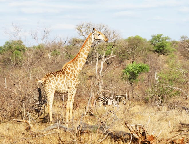 Girafa zebra num safari na Africa do Sul