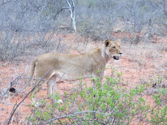 Leoa durante safári na África do Sul