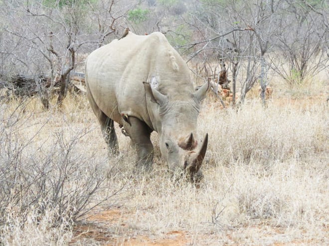 Rinoceronte no safári no Pondoro Game Lodge, na África do Sul