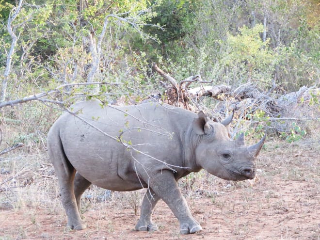Rinoceronte Africa do Sul