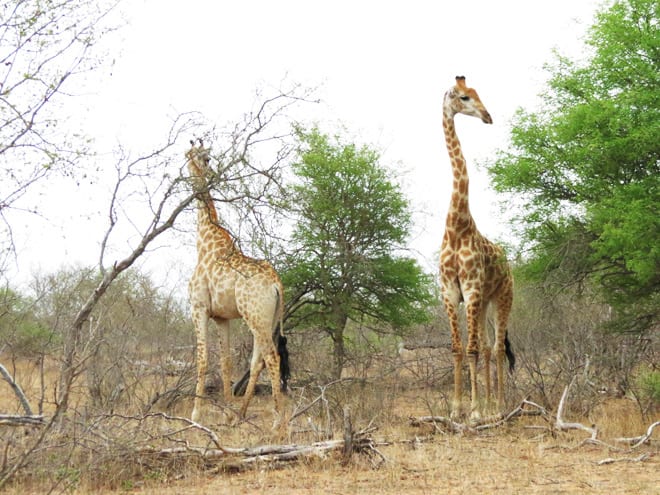 Girafas Safari