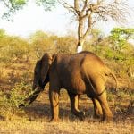 Próxima viagem: Roteiro de Viagem para África do Sul Safari elefante
