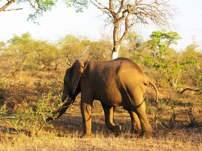 Safari elefante