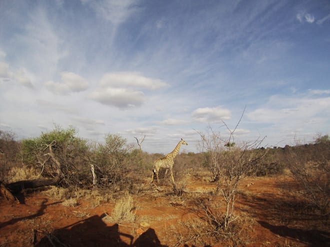 Girafa safari